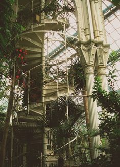 a spiral staircase in the middle of a tree filled building with lots of plants on it