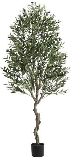 an olive tree in a black pot on a white background