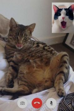 Hilarious Set Of Photos Where Cats Gets Kinky Via Zoom People Photoshop, Animal Antics, My Buddy, Funny Animal Pictures, Animal Photo, Funny Animal