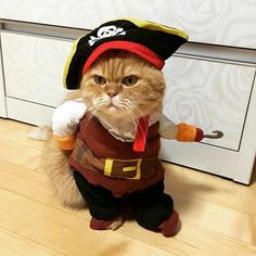 a cat dressed up as a pirate