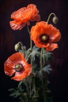 three orange flowers in a vase on a black background