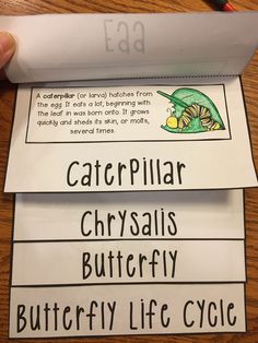 the caterpillar and chrysalis butterfly lifecycle are on top of each other