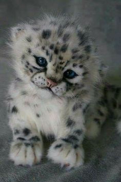 a white and black kitten with blue eyes