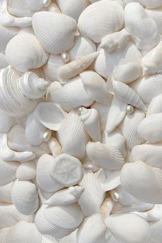 sea shells and pearls are piled up together