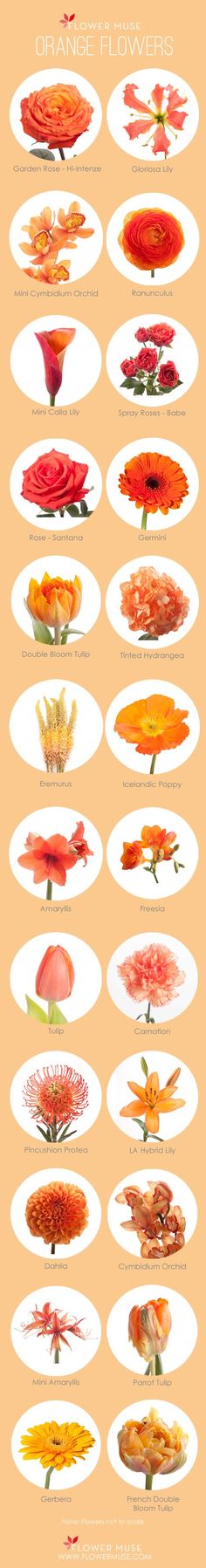 an image of the different types of flowers