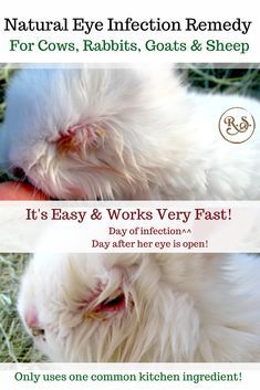 a white dog laying on top of grass with its eyes closed and the words natural eye in