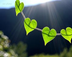 the sun shines brightly behind two green hearts hanging from a tree branch with leaves