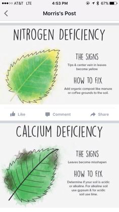 two different types of leaves on the same page