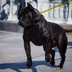 a large black dog standing on top of a sidewalk next to a yellow leashes