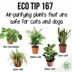 there are many plants that are safe for cats and dogs to keep in the house