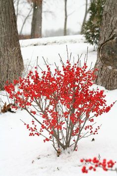 a small tree with red berries in the snow