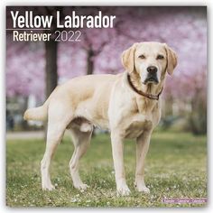 a yellow labrador retriever standing in the grass