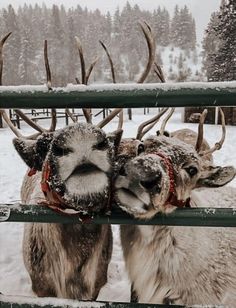 two reindeers standing next to each other behind a fence in the snow with antlers on their heads