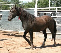 a brown horse standing on top of a dirt field