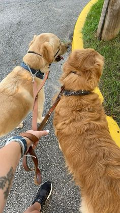 two dogs on leashes being held by someone's hand while another dog looks at them