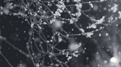 black and white photograph of tree branches in the rain