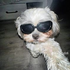 a small white dog wearing sunglasses on top of a wooden floor