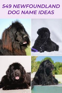 Explore 549 Newfoundland dog names in this collection, featuring four adorable images of a fluffy dog in different settings. Perfect names for your gentle giant pet!