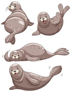 four sealions in different poses on a white background