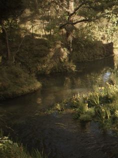 a river running through a lush green forest filled with lots of tall grass and trees