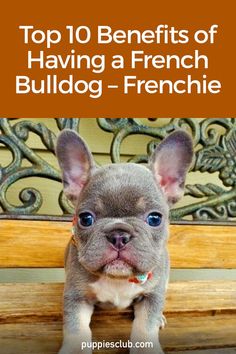 benefits-of-having-frenchie French Bulldog Breeding, French Bulldog Names Boys, French Bulldog Must Haves, French Bulldogs, French Bulldog Information, French Bulldog Breeders, Merle French Bulldog, Brindle French Bulldog