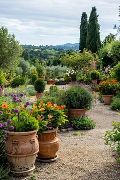 a garden filled with lots of different types of flowers and plants in large clay pots