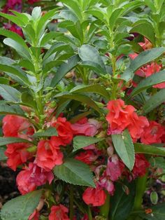 red flowers are blooming in the garden