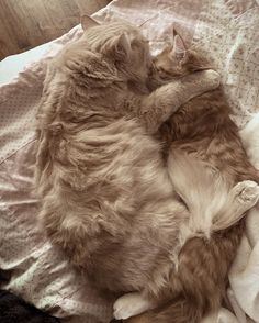 an orange and white cat laying on top of a bed next to a wooden floor