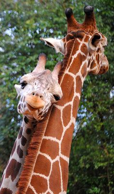 two giraffes standing next to each other with trees in the background