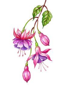 a drawing of pink flowers with green leaves