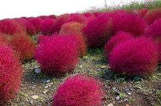 some very pretty pink bushes in the grass