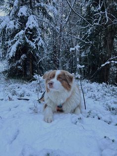 a brown and white dog sitting on top of snow covered ground in front of trees