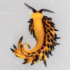 a yellow and black sea horse with spikes on it's head