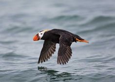 a bird flying over the water with it's wings spread out and orange beak