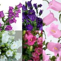 four different pictures of flowers with purple and white blooms