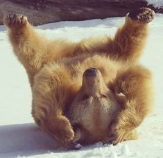 a large brown bear laying on its back in the snow with it's paws up