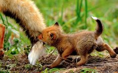 two baby foxes playing with each other in the grass