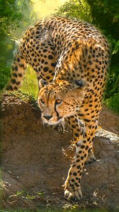 a large cheetah walking on top of a rock in the grass next to trees