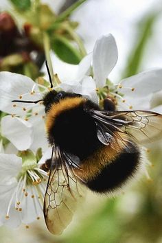 a close up of a bee on a flower