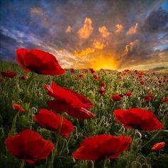 a field full of red flowers with the sun setting in the sky behind them and clouds