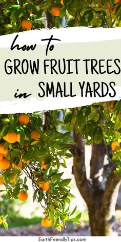 Picture of fruit tree laden with ripe oranges with text overlay How to Grow Fruit Trees in Small Yards Citrus Tree Garden, Miniature Fruit Trees, Fast Growing Fruit Trees, Mini Orchard, Raised Container Garden, Small Fruit Trees, Orchard Garden