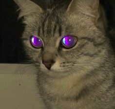 a grey cat with purple eyes looking at the camera