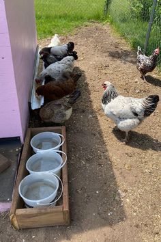 chickens and roosters are standing in the dirt near a pink building with purple walls