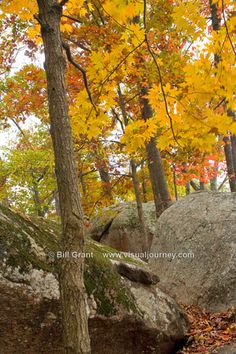 an autumn scene with rocks and trees in the background