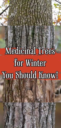 a tree with the words medical trees for winter you should know