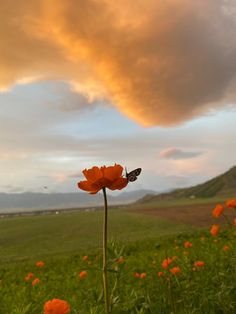 an orange flower with a butterfly sitting on it in the middle of a green field