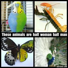 four different types of birds and butterflies with caption that says, these animals are half woman half man