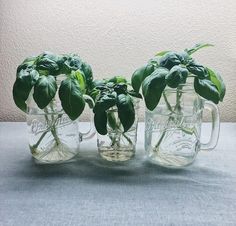 three glass mugs with plants in them