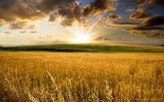 the sun is setting over a wheat field