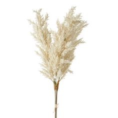 NEW for 2024Pampas grass is a great way to add a touch of drama to your home decor! You can use it for the holidays or for every day decorating! They are great to throw in a vase on your table or guest nightstand, or add a few to your Christmas tree or Halloween display! Made by Raz Imports. Made of foam. Dimensions: 34" long. Item #: F4212954 Disney Christmas Village, Christmas Tree Theme, Scented Ornaments, Faux Pampas, Christmas Ornament Storage, Starburst Light, Wishes Christmas, Tree Theme, Christmas Tree Storage